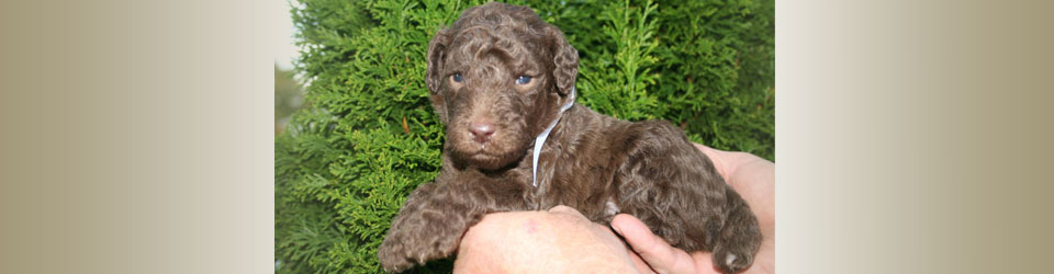 first image in slider of poodle puppy