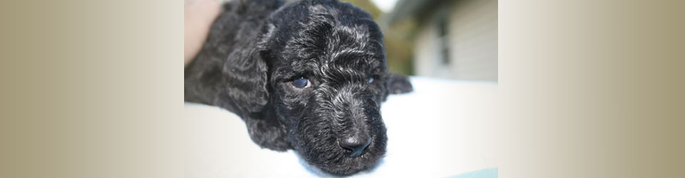 second image in slider of poodle puppy