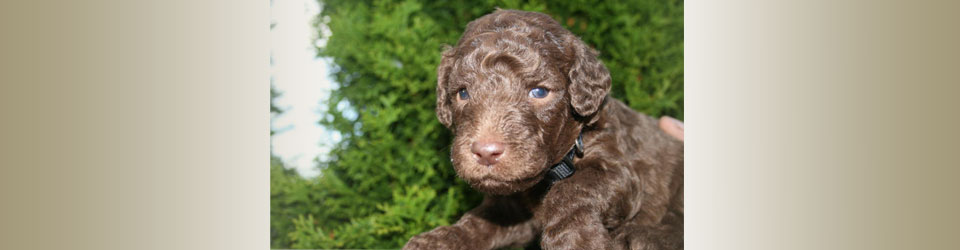 fourth image in slider of poodle puppy