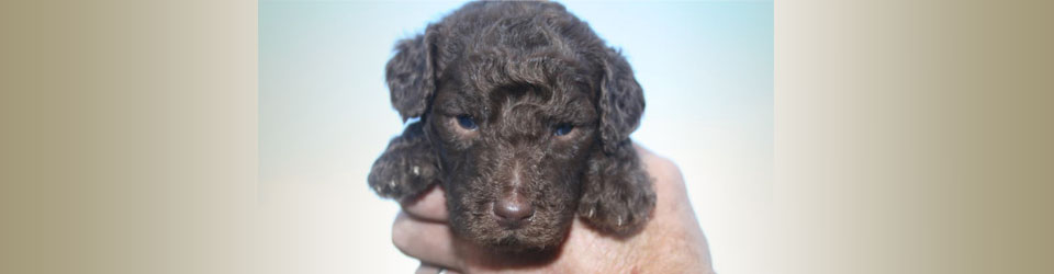 fifth image in slider of poodle puppy