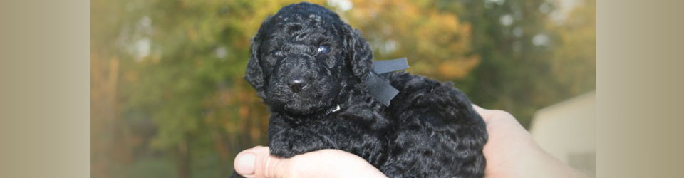 sixth image in slider of poodle puppy