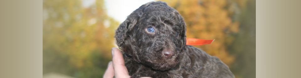 seventh image in slider of poodle puppy